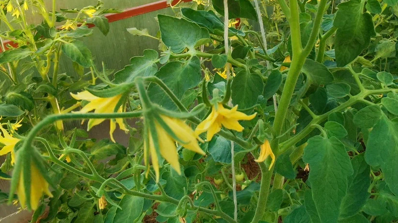 Здоровые цветки томатов