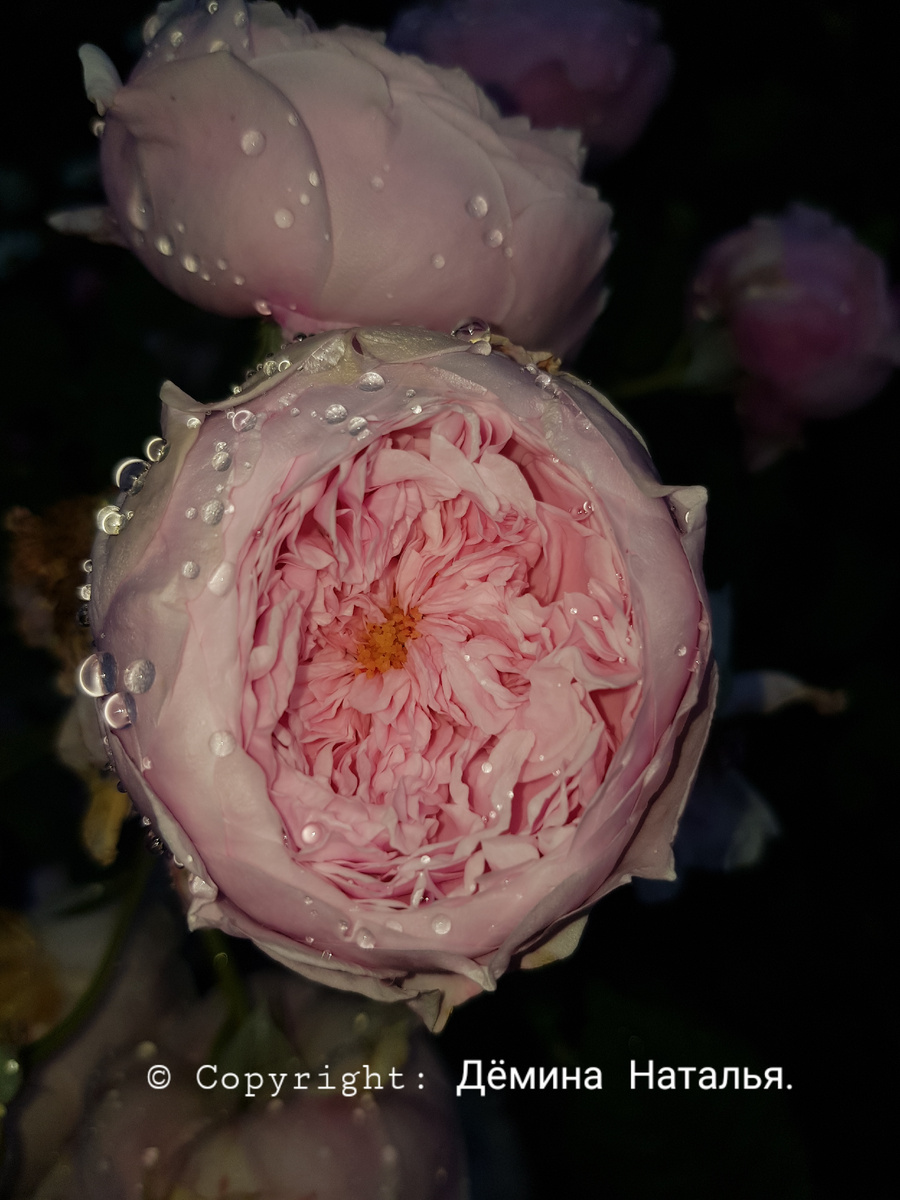 Из личного архива автора. 