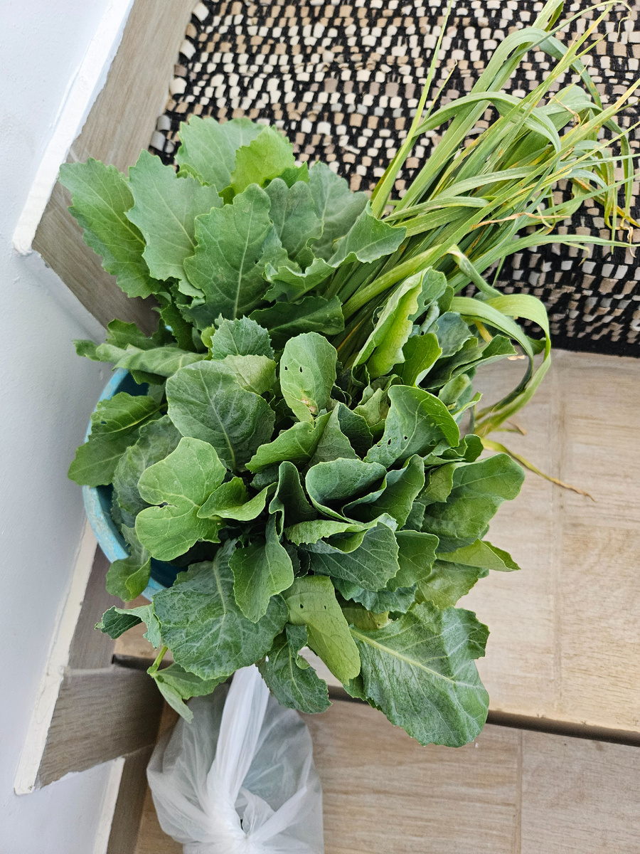 Купленная рассада