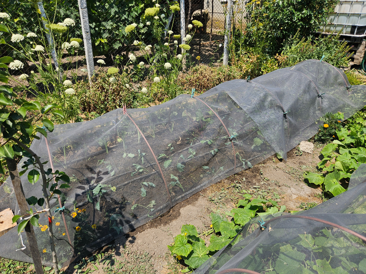 Грядка капусты под сеткой
