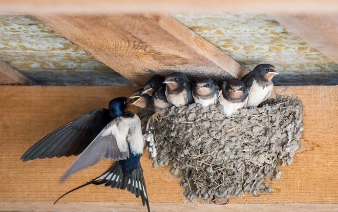 Деревенская ласточка