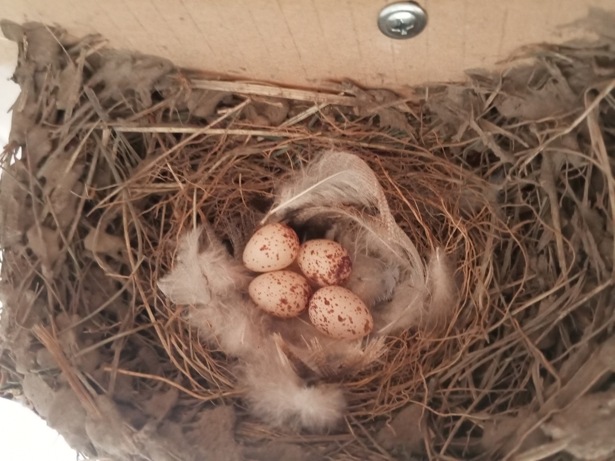 Гнездо ласточки