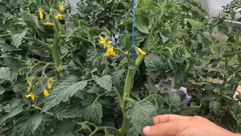 Остановил жирование томатов за 3 подкормки по дедовскому методу. Теперь кусты ломятся от урожая