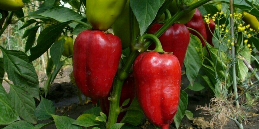 Нашел подкормку перца, от которой он плодоносит как бешеный. С 1м2 собираю урожай по 15-17 кг