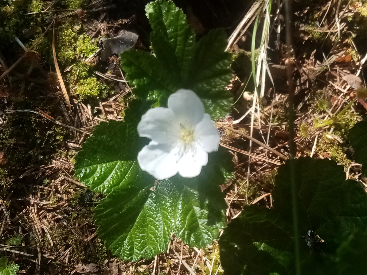Цветок морошки, фото автора