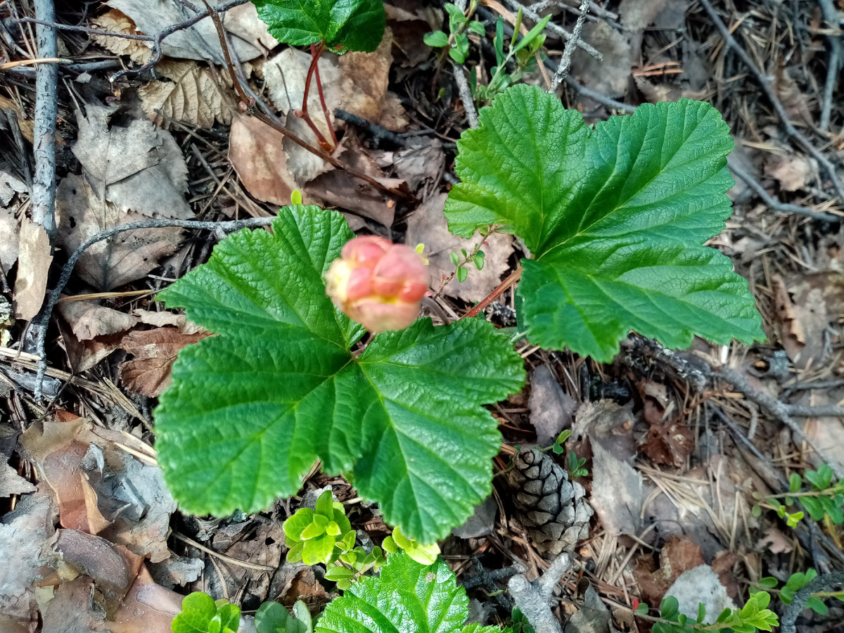 Ягоды морошки только-только «завязались», фото автора
