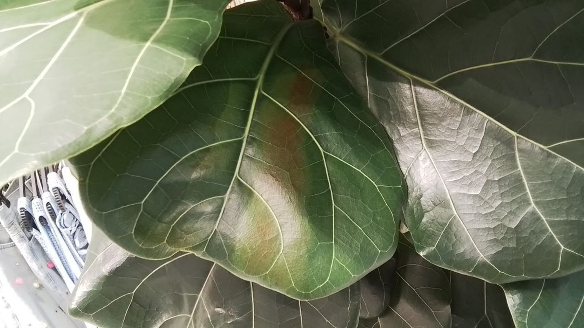 Ожог от фитолампы