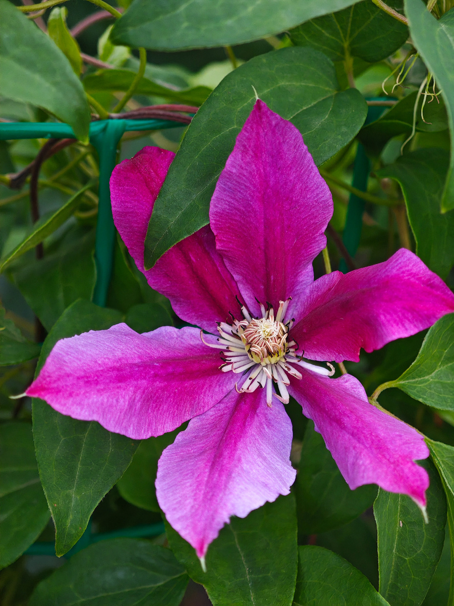 Фото мои. Пусть везде будут цветочки. Клематис. 