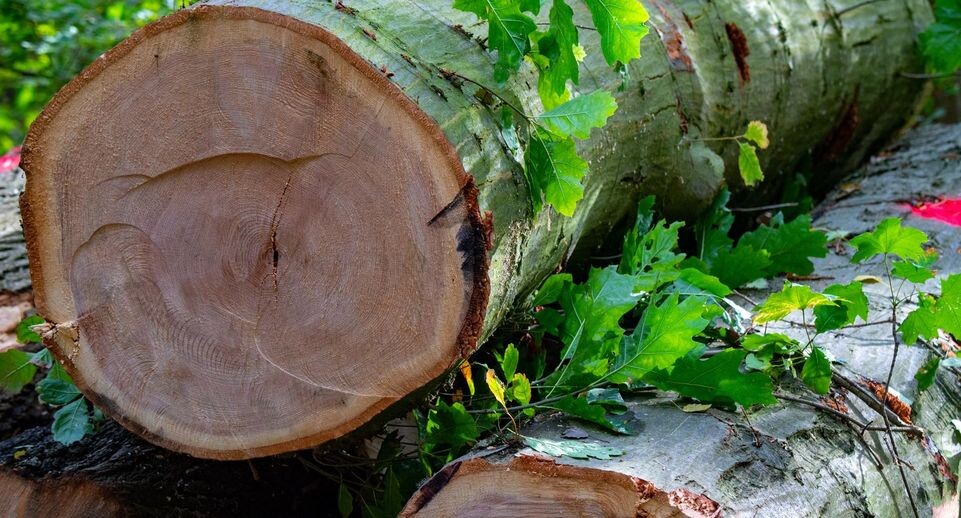    Stefan Sauer/ZB / www.globallookpress.com