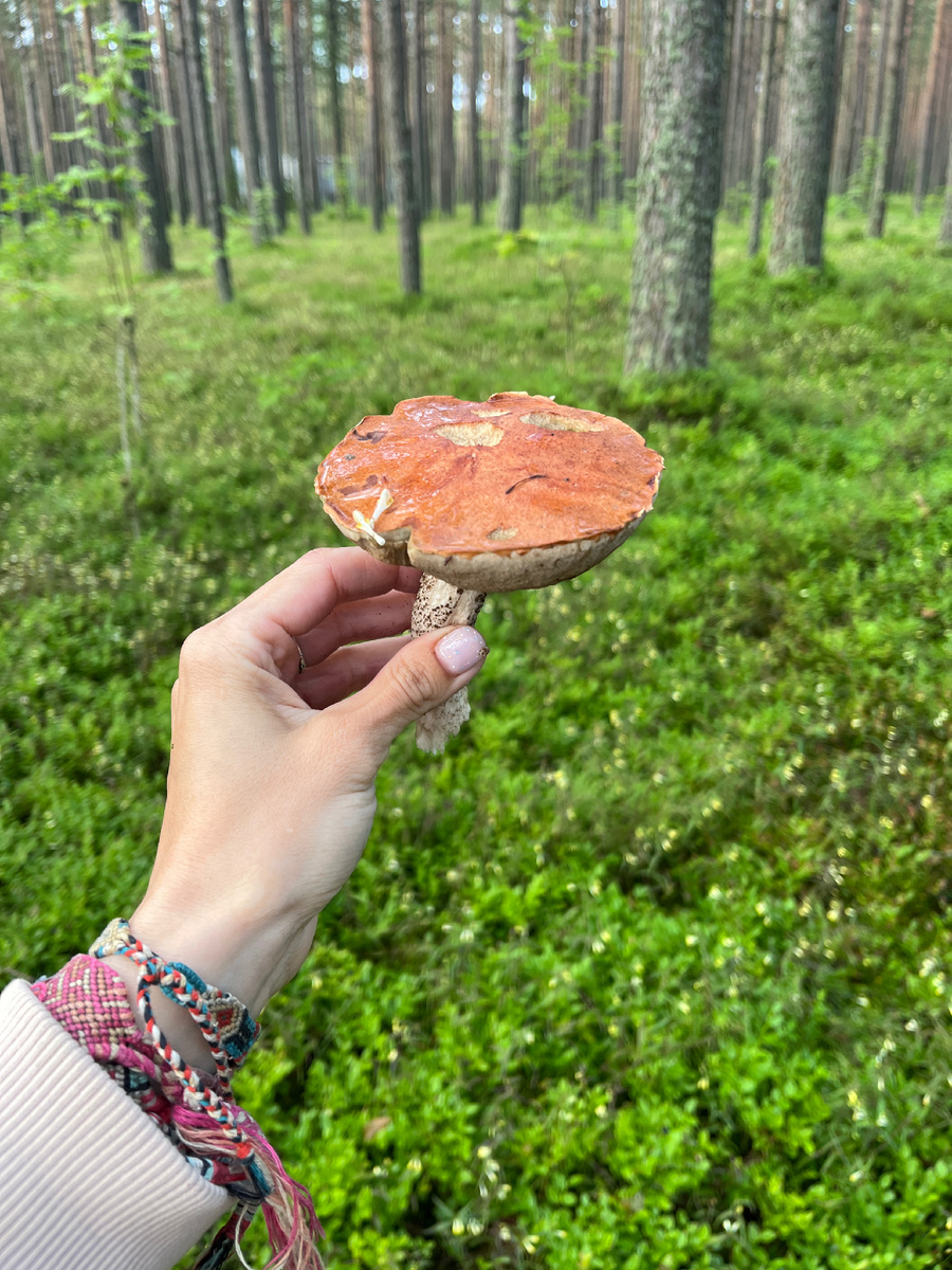 Вот такие подосиновики тоже подосиновики