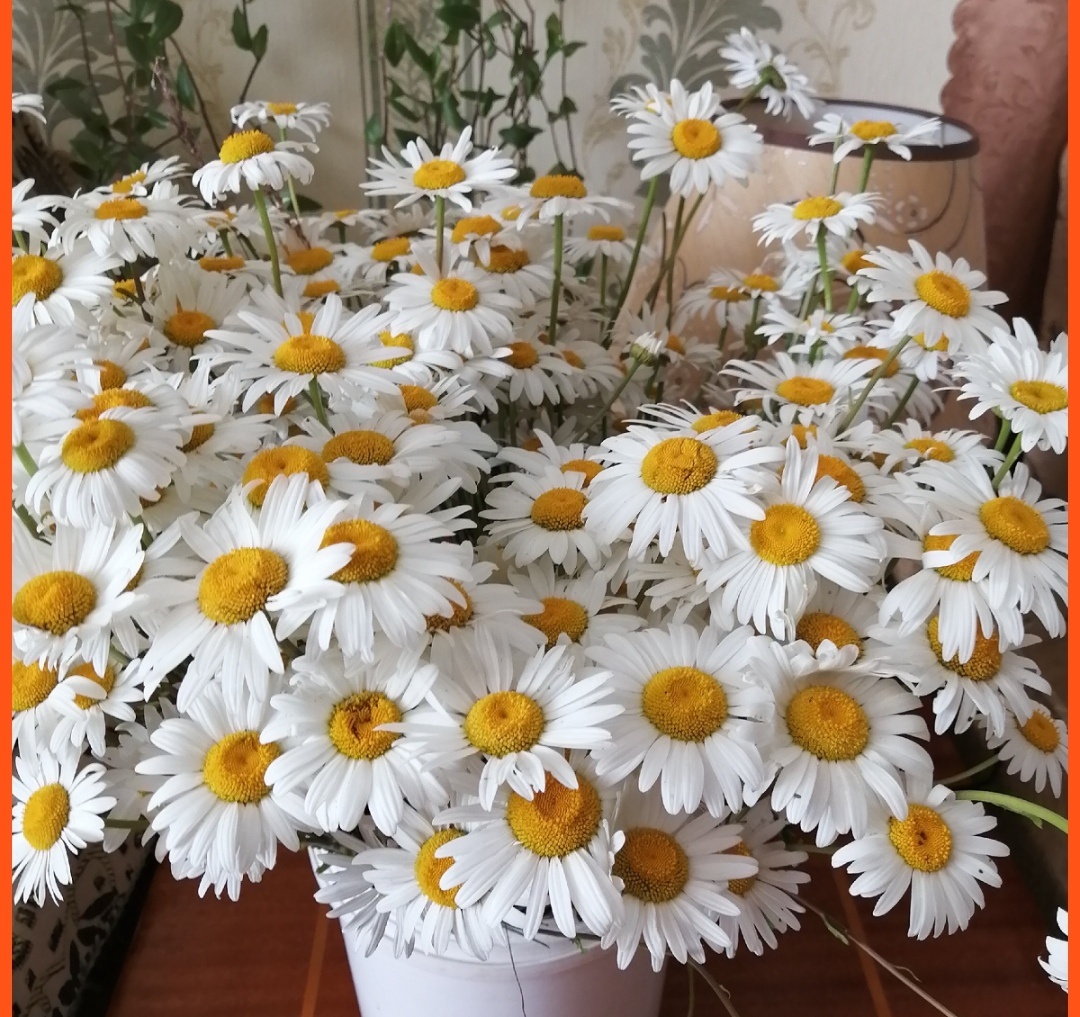 Ромашки мои самые любимые цветы