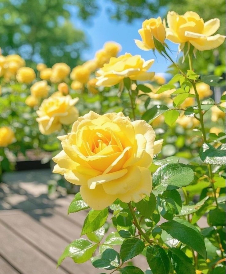 Розы. Источник фото Pinterest