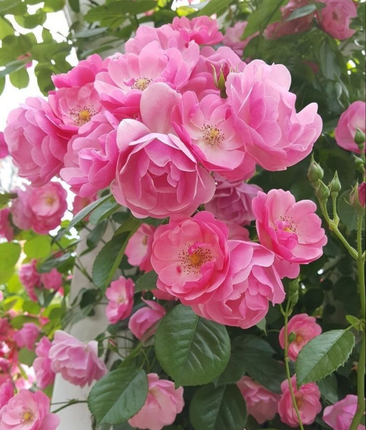 Розы. Источник фото Pinterest