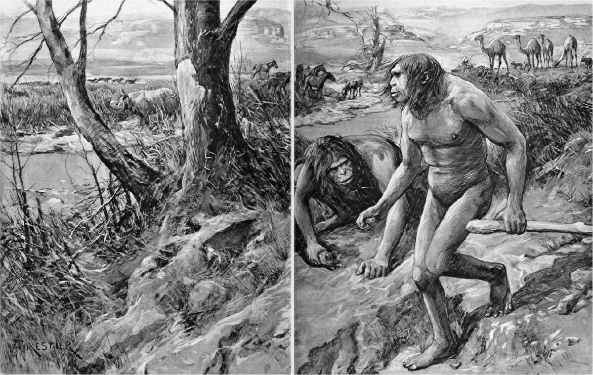 Рисунок «обезьяночеловека» 1922 года из газеты The Illustrated London News