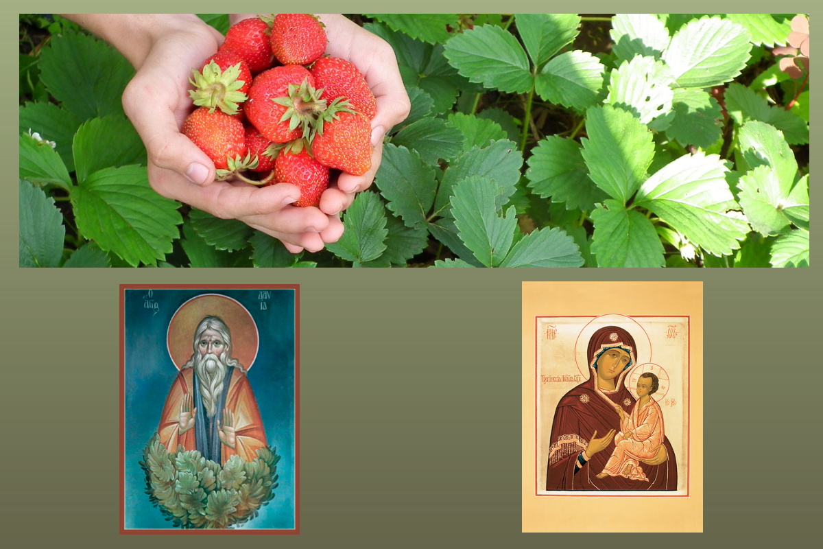 Прп.Давид Солунский, Тихвинская икона Божией Матери/azbuka.ru, земляника садовая/pixabay.com 