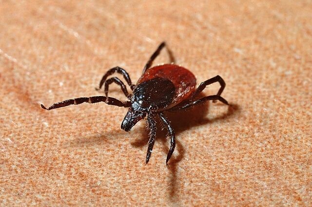 Клещ таежный - Ixodes persulcatus