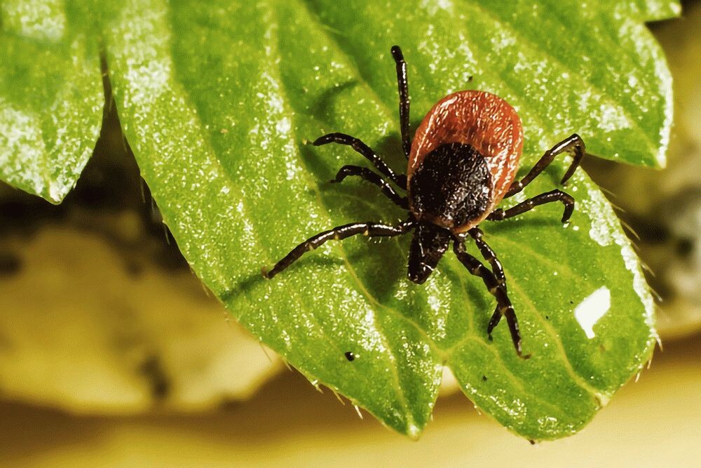 Клещ таежный - Ixodes persulcatus