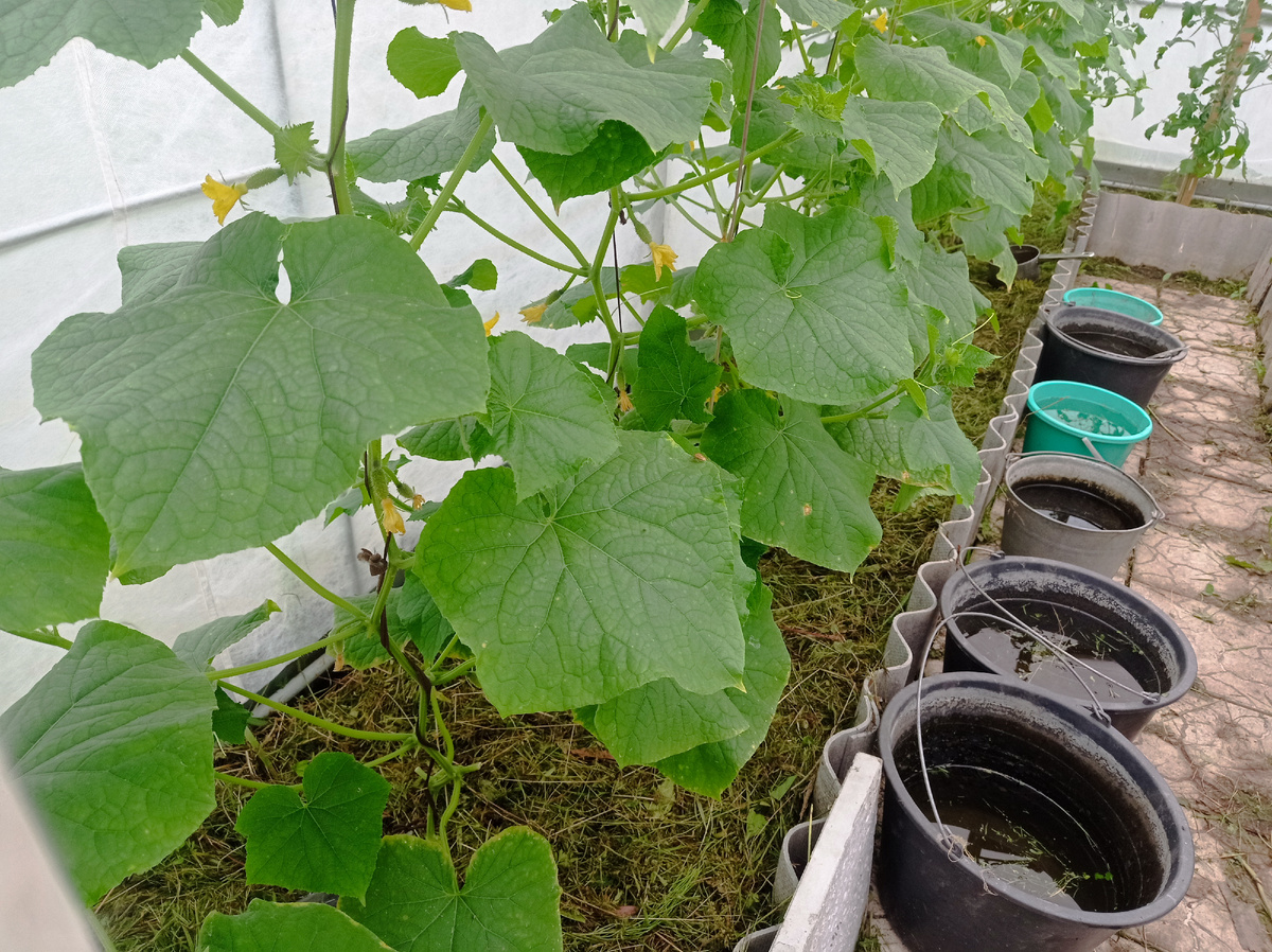 Здесь видно, что огурчики цветут, они подвязаны, а земля под ними застелена скошенной травой