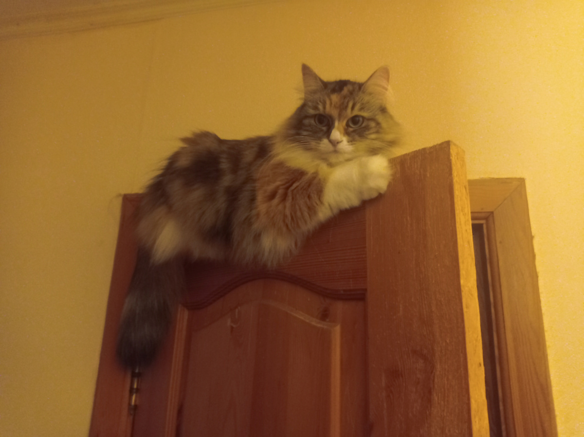 Это моя красавица Львовна, обожает забираться на дверь, а сейчас приболела