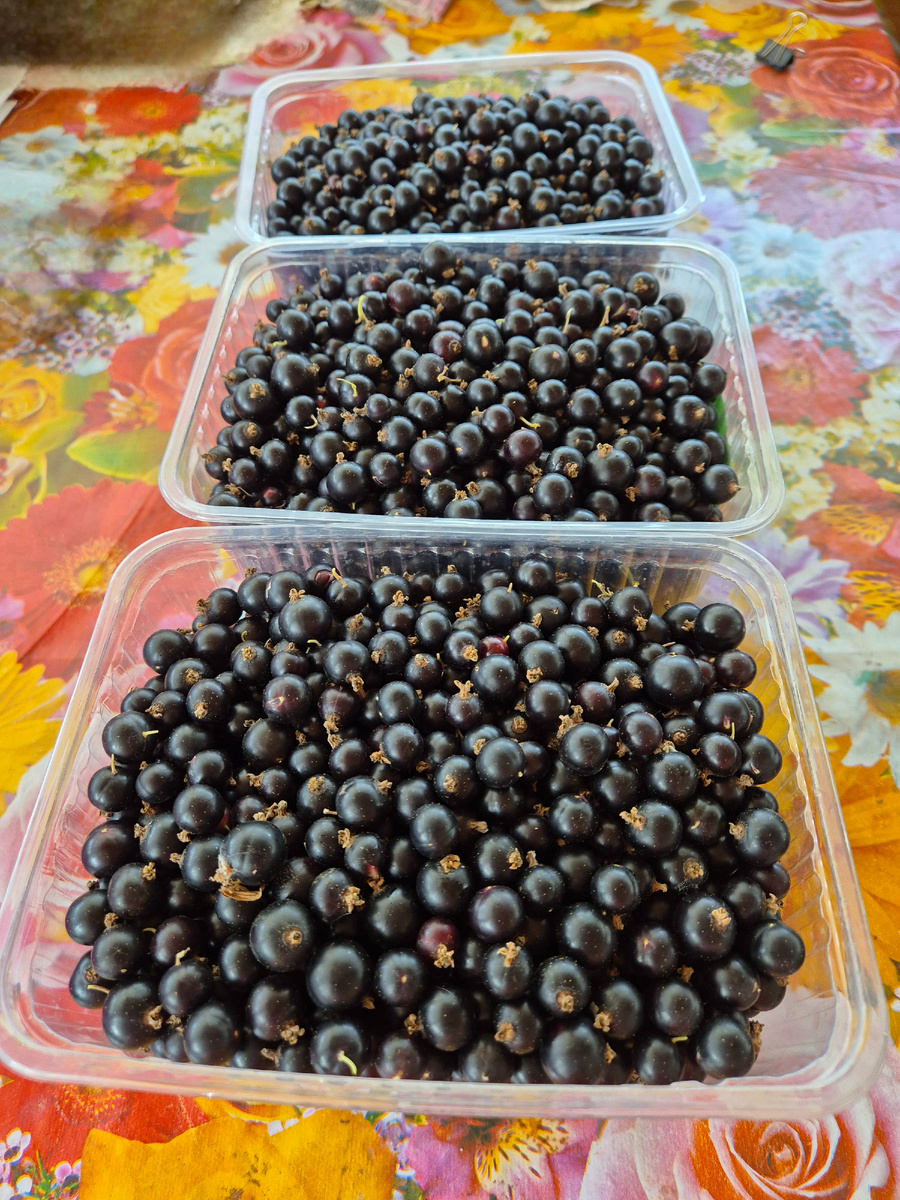 Ну вот, смородина-то и уродилась😃. Но, вероятно, в следующем году такого не будет, так как буду вырезать. Кусты стали старые…