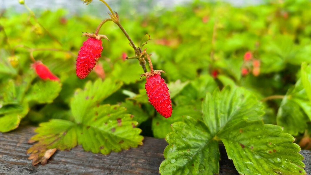    Фото: Maksim Konstantinov/Globallookpress