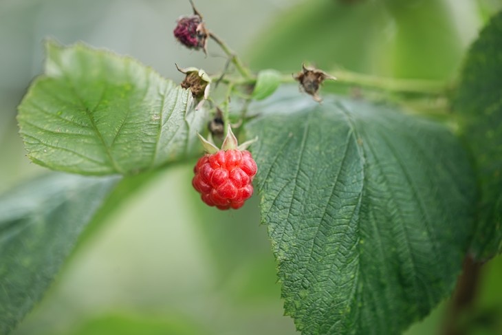    Raspberry on a bush in the garden, close-up, macro shot on a blurred background. Редакция Газеты