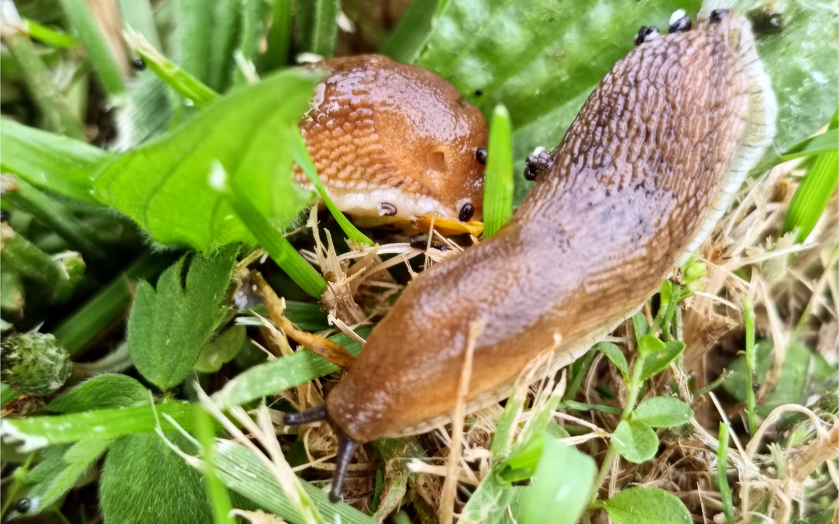 Испанский слизень (Arion vulgaris)