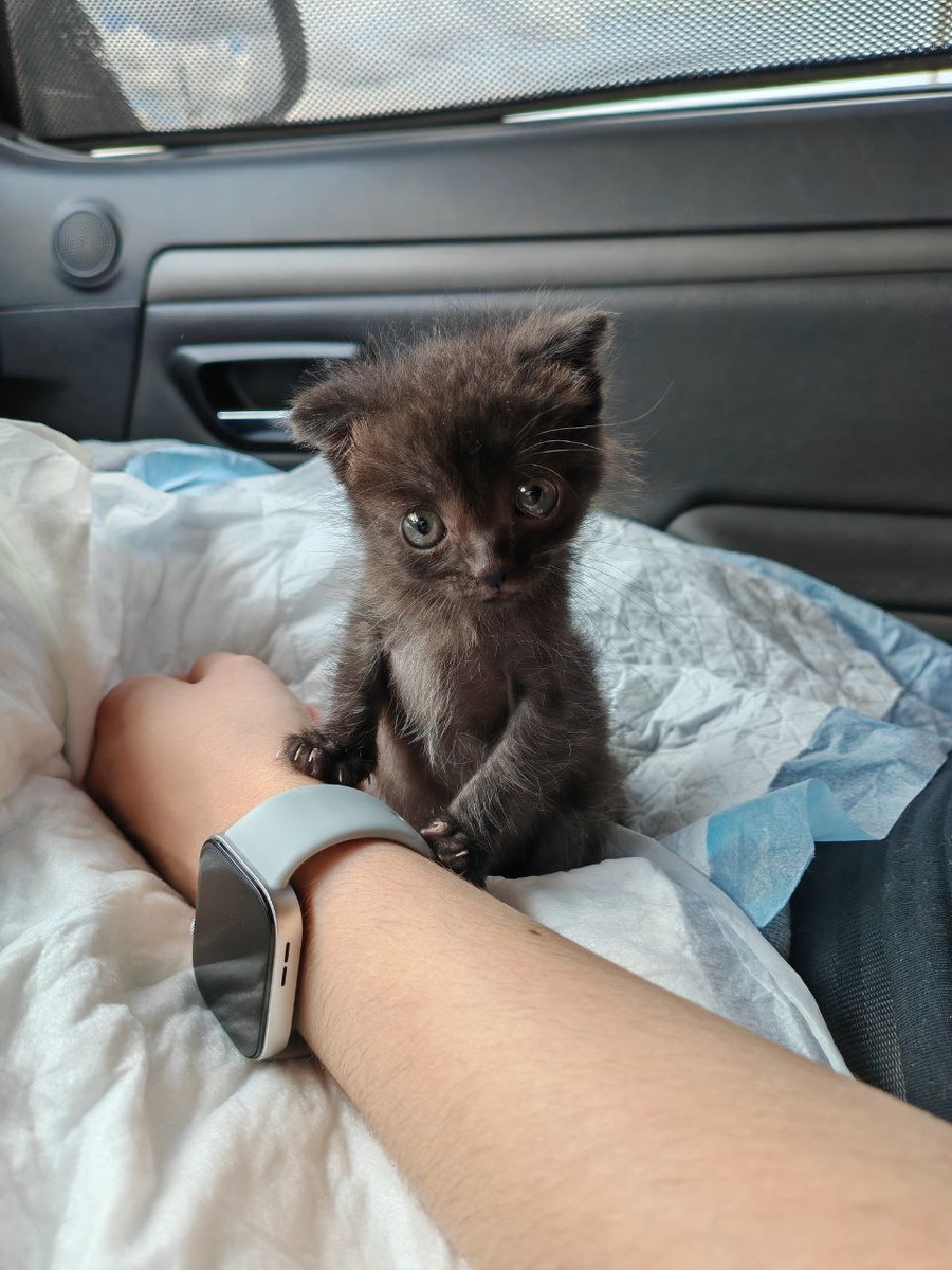 Дюймовочка-Луна едет домой. Фото из канала https://t.me/Dva_xBocTa