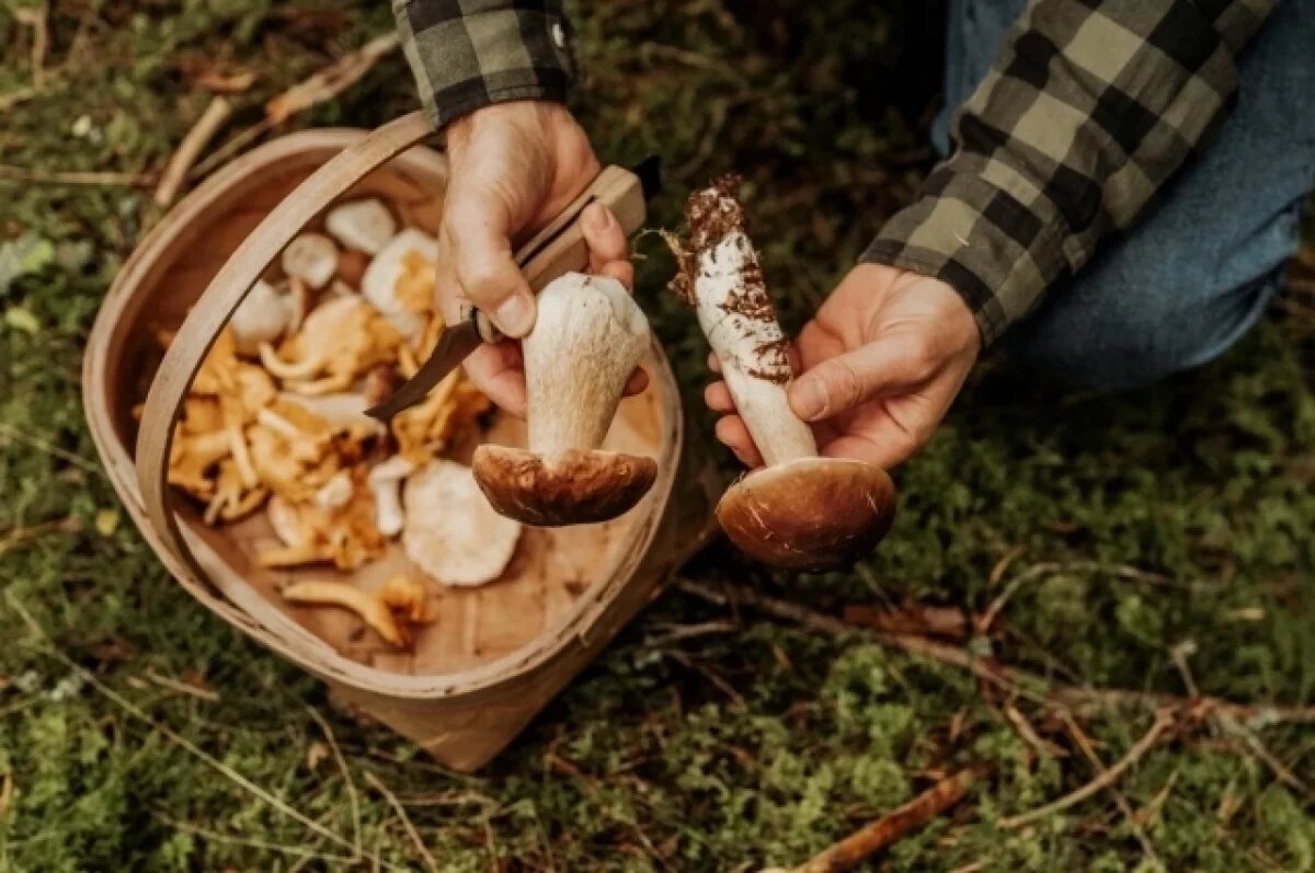    Хорошо изучите, как выглядят съедобные и ядовитые грибы — сначала по фотографиям, затем в «полевых» условиях.