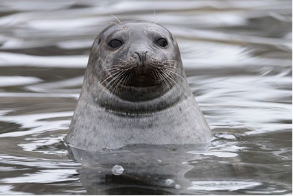 Охотское море.  Тюлень.