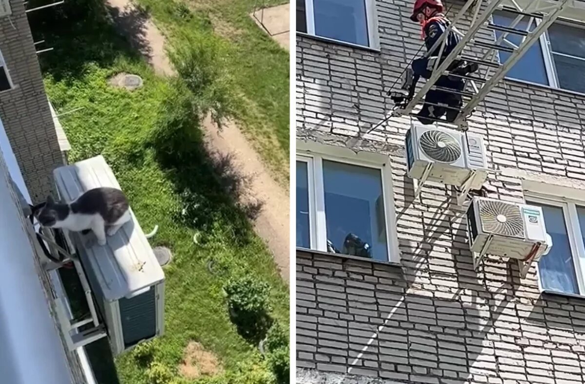    В Биробиджане бойцы МЧС спасли кошку, застрявшую на кондиционере 5 этажа