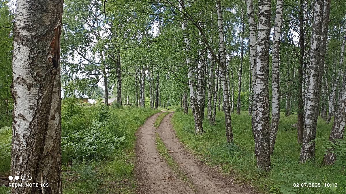 Дорога в березовый лес. Фото автора.