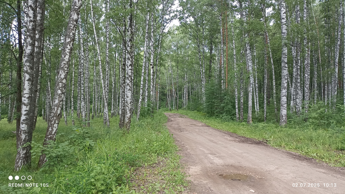 Дорога, березы. Фото автора.