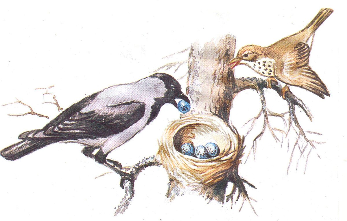 из открытых источников