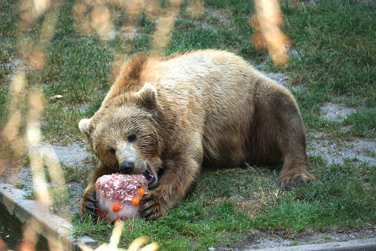 Хищников привлекают к людям дефицит рыбы и свалки с пищевыми отходами.  Фото: Фото: unsplash.com