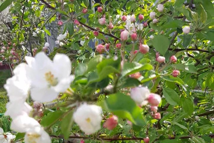 За день до заморозков.