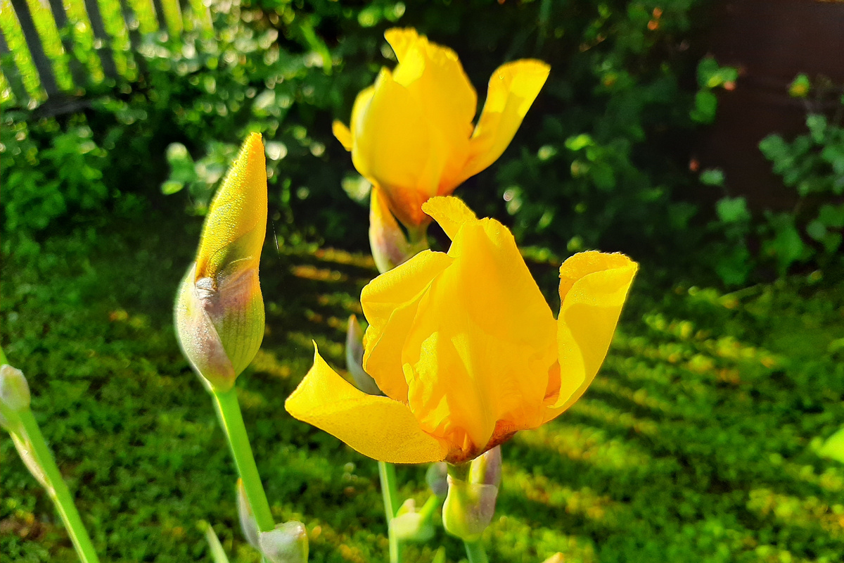 Ирисы - испарина