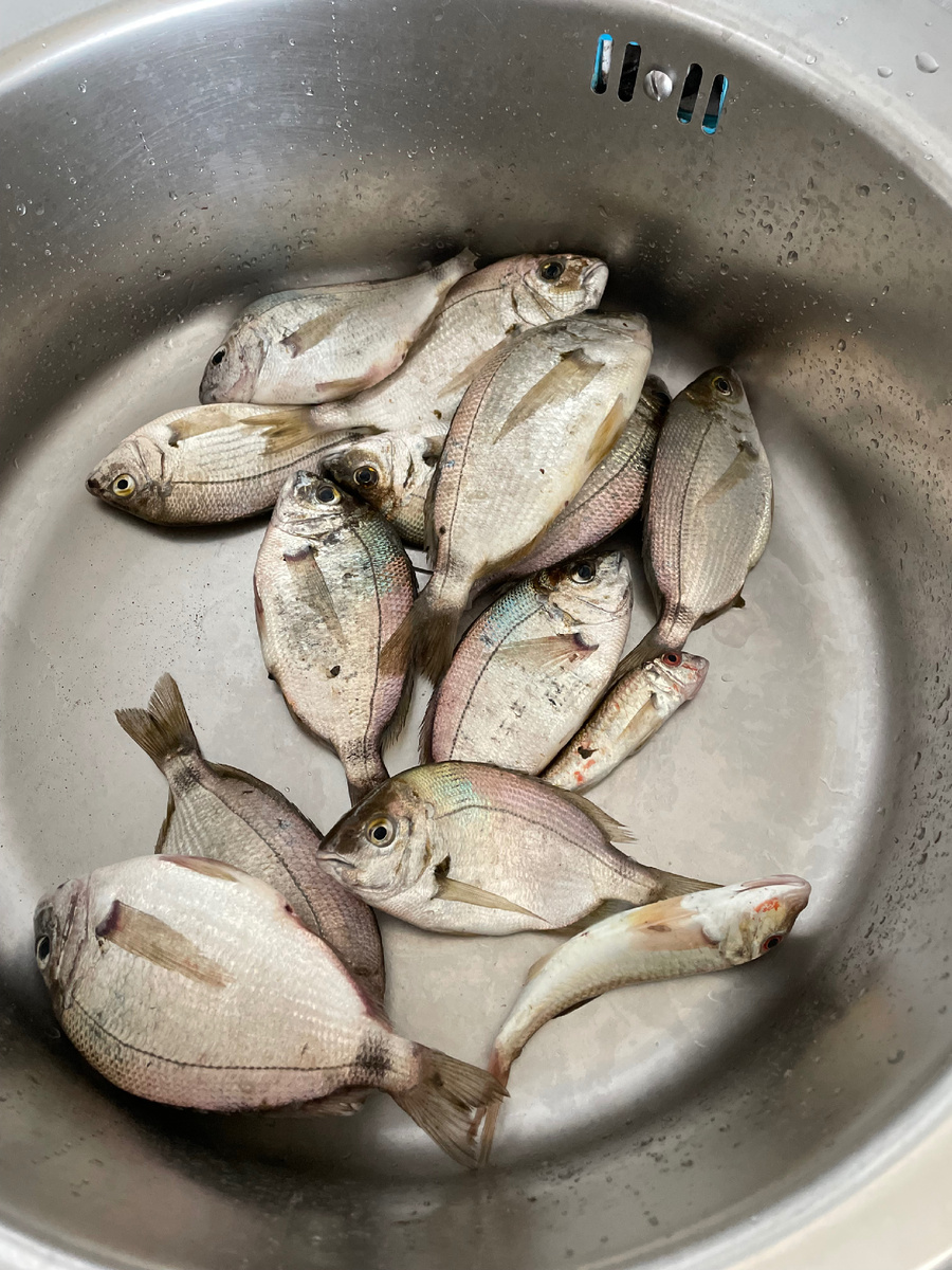 Морской карась клюёт бойко