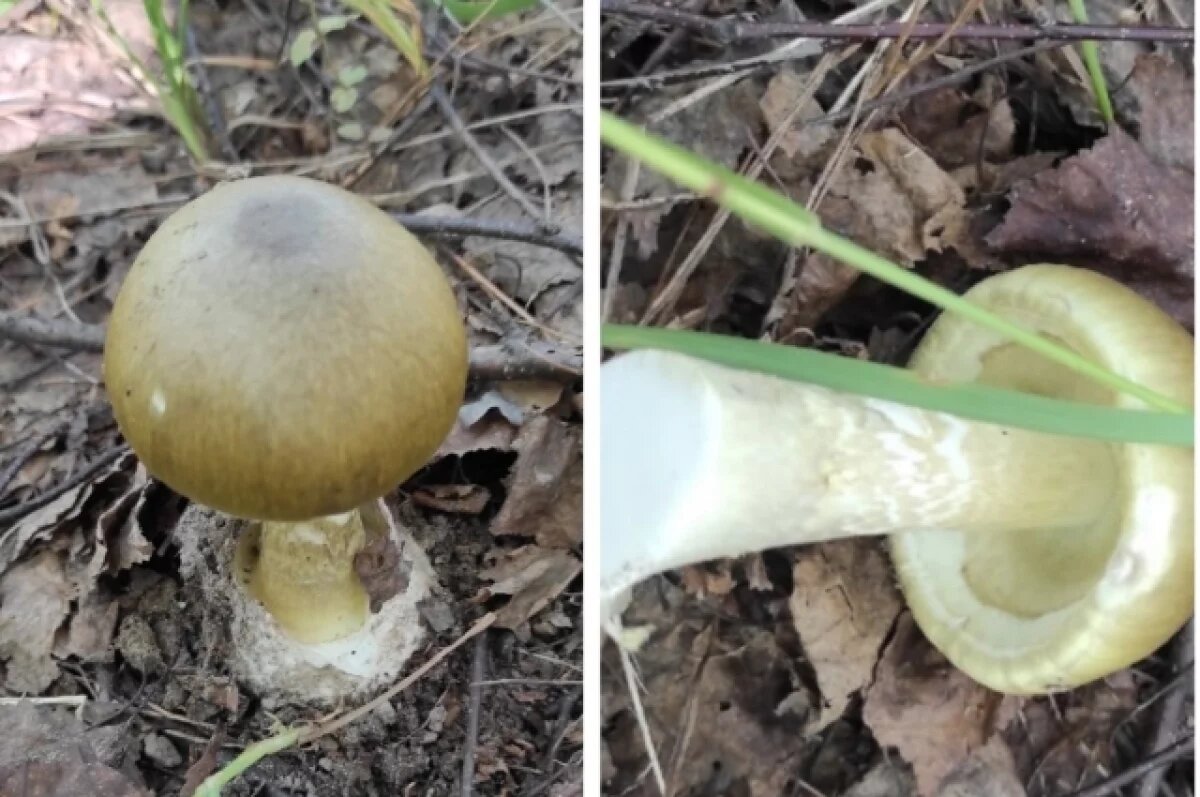    Эксперт Тихомиров предупредил о ядовитых грибах в Подмосковье