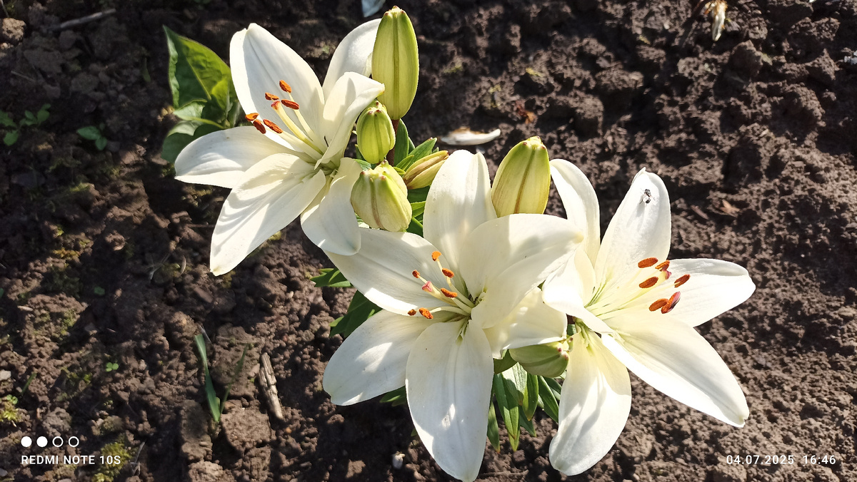 Зацвела моя первая белая лилия. Фото автора.
