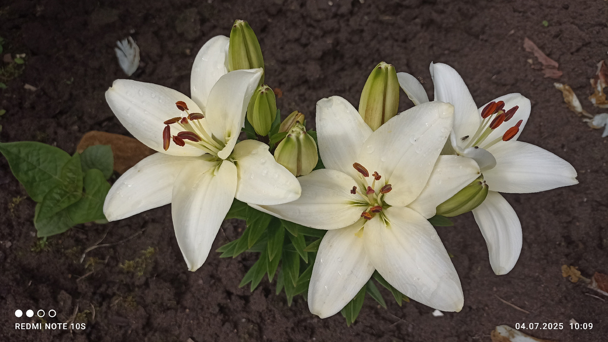 На лилии много еще нераскрывшихся бутонов. Фото автора.