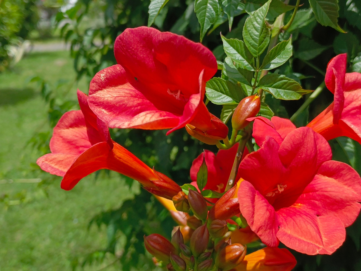 Адлер, Кампсис, июль 2025 г.