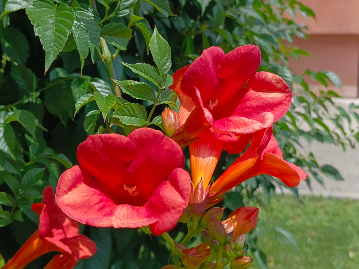 Адлер, Кампсис, июль 2025 г.