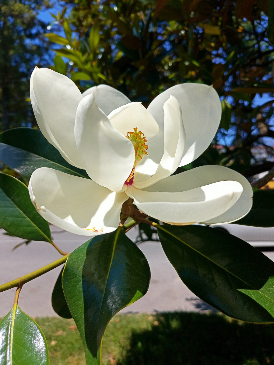 Та самая магнолия 
