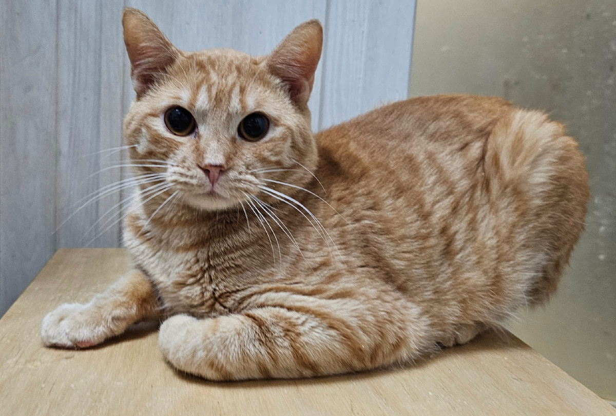 Фото автора. Ясику срочно нужен врач.