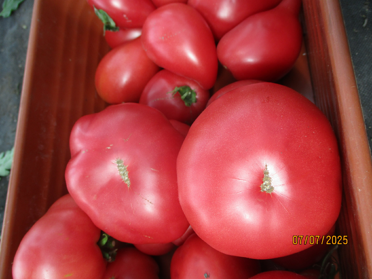 Томат Пузо Карапуза. №1114 в Каталоге.