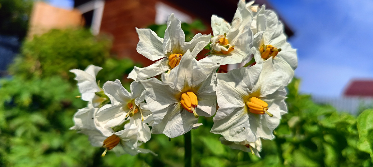 Фото сделано мною. Не знаете, что это за цветок такой красивый? Еще видела точно такие же розовые. К теме статьи, наверняка, не имеет никакого отношения. 