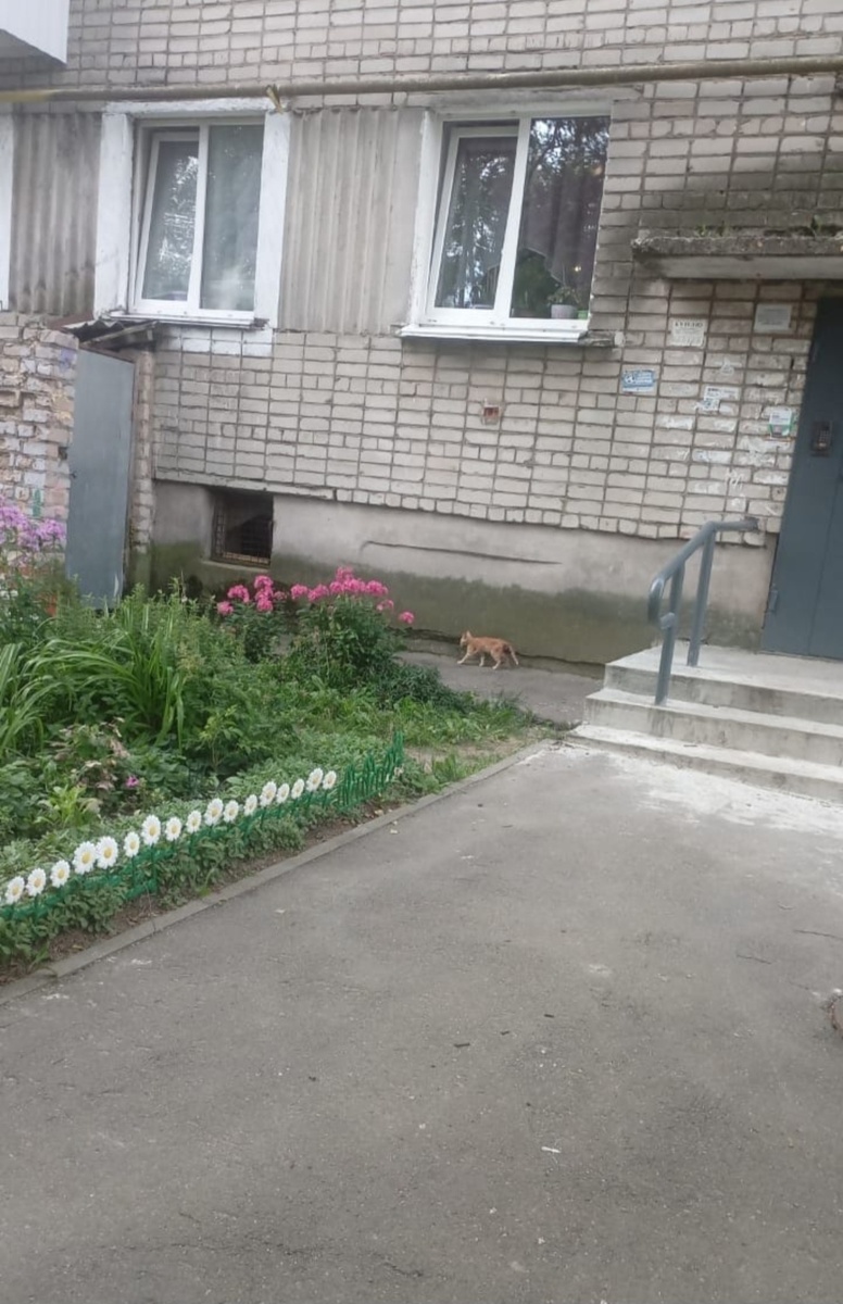 Фото автора. Ясик на улице с травмой под хвостиком.