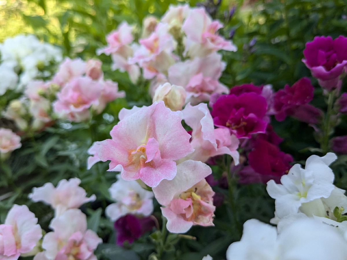 Львиный зев махровый F1 Twinny Appleblossom