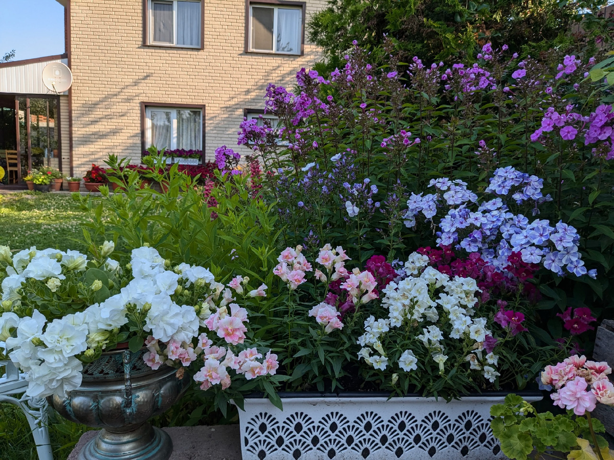 Львиный зев зацвел и переехал с парковки на крыльцо сарая - пусть тут тоже будет по-деревенски, но красиво